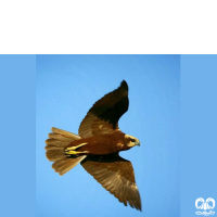 گونه سنقر تالابی Western Marsh Harrier